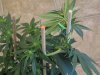 grow1 day45 016.jpg