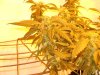 Day 70, Flowering Day 45, KK (2).jpg