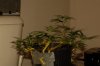 DSC_5720.JPG