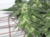 Day 72, Flowering Day 47, KK (5).jpg