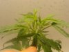 NL clones PCC update 12.26 (4).JPG