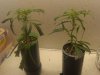 NL clones PCC update 12.26 (3).JPG