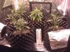 frydayknight420-264648-albums-2nd-grow-sour-diesel-mendo-afgoo-picture1315672-img-0963.jpg