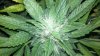 jack herer top view.jpg