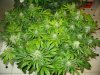 end week five of flowering 002.jpg