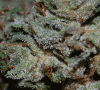 harvest02.gif