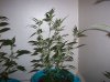 100_4237.jpg