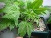 DSC01874.jpg