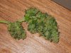 Blueberry Gum Pre-Flush Pre-Harvest Bud Sample (2).jpg