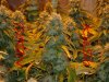 SCROG 1INCH HARVEST.jpg