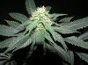 1st grow stage 2 043.jpg