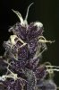 Double Purple Doja- macro (5 of 1).jpg