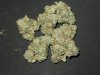 doggie nugs 004.jpg