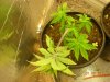 Indoor Outdoor Medical Grow 12-3-10 014.jpg