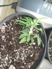 rsz_img_1001.jpg