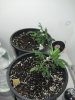 rsz_img_1000.jpg