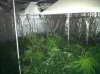 1_8 scrog B.jpg