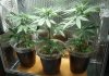 1-8 P.R. PCC Clones Best.jpg