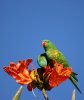 Scaly-Breasted Lorikeets - Trichoglossus chlorolepidotus.jpg