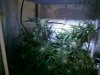 1359906d1294032717-leds-growlab-40-dwc-haze40close.jpg