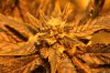 papaya1-day41-4.jpg