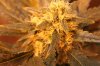 papaya2-day40-2.jpg