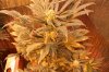 papaya2-day40-4.jpg