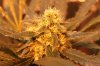 papaya2-day40-3.jpg