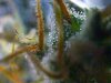 TRICHOMES 1.jpg