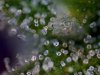 CJ TRICHOMES 1.jpg