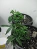 rsz_img_1016.jpg
