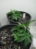 rsz_img_1017.jpg