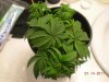 Indoor Outdoor Medical Grow 12-3-10 003 (3).jpg