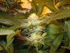TahoeOG (8).jpg