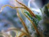 TRICHOMES 2.jpg