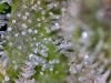 trichomes2.jpg