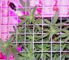 110119 RD 4 way SCROG B 1.jpg