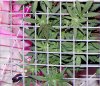 110119 RD 4 way SCROG B 3.jpg