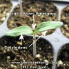 cotyledons.jpg