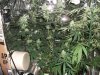 78 buds.jpg