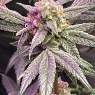 NewGrower77