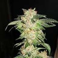 smallspliff
