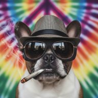 FrenchieMomma