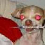 feraldogg
