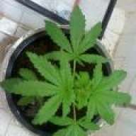 toka.smoka