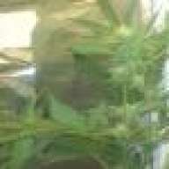 cannabisbeginergrower