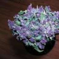 Smoke Purp Haze