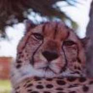 Mr. Cheetah