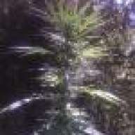 TurboberryKush