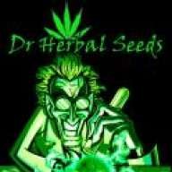dr herbal
